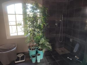 トゥルトゥルにあるLoft Tourtourのバスルーム(シャワー内に鉢植えの植物2本付)