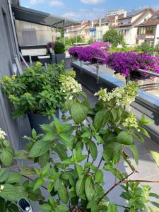 balkon pełen roślin i fioletowych kwiatów w obiekcie Preiswertes stilvolles Zimmer im privaten Haus mit großem schönem modernem Gemeinschaft Badenzimmer w mieście Lörrach