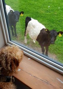 two cows looking through a window at a dog at Ingleside Cottage in Glaisdale
