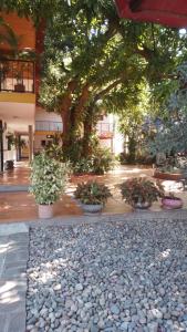 una pasarela con plantas y un árbol en un patio en Hotel La Casona Vieja, en Valledupar