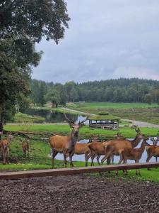 Photo de la galerie de l'établissement Stuga - Ulvereds Hjorthägn, à Laholm