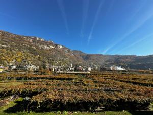 a vineyard with houses on a hill in a field at Gurej Casa Vacanze in Carema