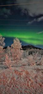 an image of the northern lights in the sky at Elvestua in Gibostad