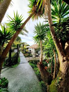 une passerelle avec des palmiers dans un complexe dans l'établissement Southpacific Motel, à Whangamata