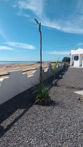 una pianta sulla spiaggia, accanto a un muro bianco di Hotel Vista Mag-Bay a San Carlos