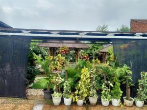 a greenhouse with potted plants in it at Nanita Homestay in Talun