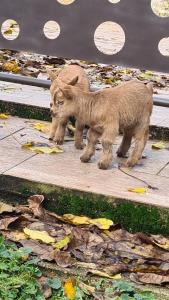 un par de gatitos caminando por una acera en Aux P'tits Cabris, en Lahayville