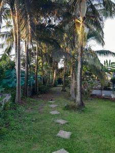a row of palm trees in a field with a pathway at CHALET DE LISE in Bras-Panon