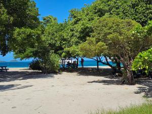 un grupo de árboles en una playa con el océano en Wild Lotus Glamping - Mayreau, Tobago Cays, en Mayreau Island