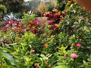 un jardin rempli de fleurs et de plantes colorées dans l'établissement Vacation Suites, à Micoud