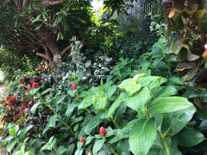 un jardín con flores rojas y plantas verdes en Vacation Suites, en Micoud