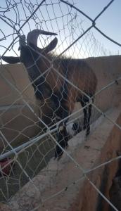 a cow standing behind a wire fence at النخلة in Erfoud