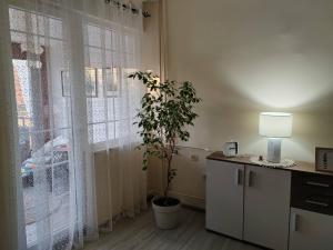 a kitchen with a plant in front of a window at Apartman Stanimirović 3 in Zaječar