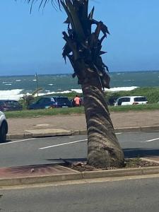 eine Palme am Straßenrand in der Unterkunft Grandborough in Durban