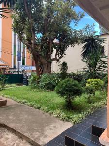 un jardín con un árbol y césped y una acera en Au coeur de Tana, vue sur le Palais de la Reine, en securité, en Antananarivo