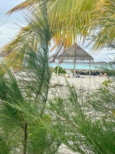uma praia com guarda-sol e cadeiras e o oceano em La Isla Tropica em Guraidhoo