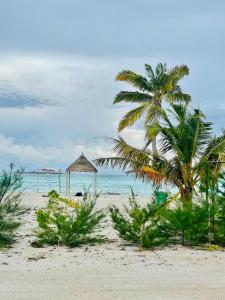 una palma su una spiaggia con l'oceano di La Isla Tropica a Guraidhoo