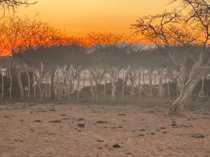 Gallery image of Etoko Farm Camp in Uis
