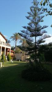 a pine tree in a yard next to a house at Jasmin Holiday House in Alexandria