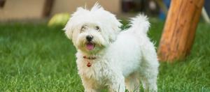 a small white dog standing in the grass at Appartment Isabelle Sky in Presseggersee