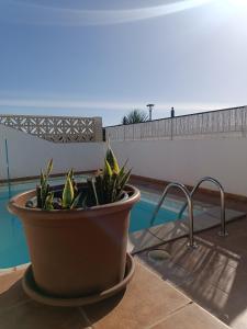 une plante dans un pot à côté d'une piscine dans l'établissement MOANA SURF HOUSE, à Corralejo