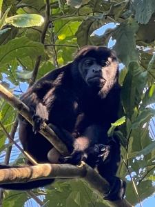 IstmitoBirds Nest Studio Apartment的坐在树枝上的猴子