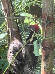 IstmitoBirds Nest Studio Apartment的一只红黑鸟站在树上 更多1张照片