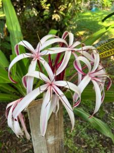 IstmitoBirds Nest Studio Apartment的木柱上的一组粉红色和白色花