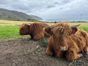 due vacche brune stese per terra in un campo di Seacroft Estate a Apollo Bay