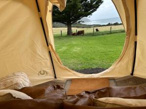 an open tent with a view of a field with cows at Seacroft Estate in Apollo Bay