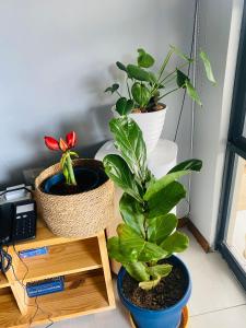 马塞卢Pule's Home的相册照片
