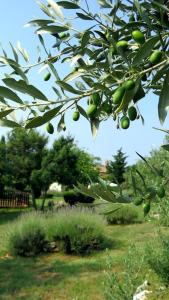 a branch of a tree with green fruit on it at Cottage Casa Vinela in Buje
