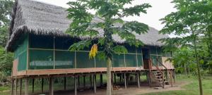 une grande maison verte avec un toit de chaume dans l'établissement Refugio Rural Amazonas, à Iquitos