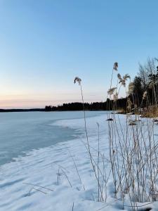 a snow covered field with plants in the foreground at Blueberry Villa at Saimaa Lakeside in Taipalsaari