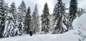 une personne debout dans la neige devant les arbres dans l'établissement Gierkówka - Górska Rezydencja Pierwszego Sekretarza, à Zwardoń