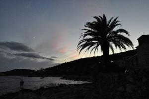 a palm tree on the shore of a beach at Holiday House Rivi in Milna