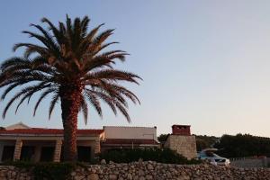 a palm tree in front of a house at Holiday House Rivi in Milna