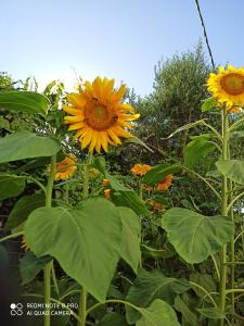 een groep zonnebloemen in een veld bij Blue Villa in Kalymnos
