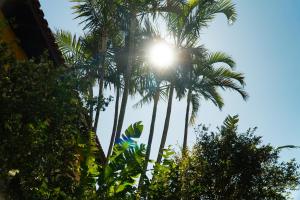 a group of palm trees with the sun behind them at Pousada Dunasol Floripa in Florianópolis