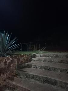 a set of stone steps at night with a plant at Del monte Dormis in Dos de Mayo
