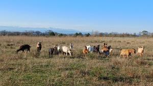 a herd of cows grazing in a field at Domaine de la Matte in Conques-sur-Orbiel +9 photos