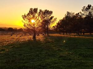a group of animals grazing in a field at sunset at Domaine de la Matte in Conques-sur-Orbiel