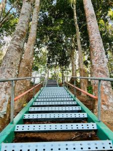 スリーマンガルにあるFairy Hills ( Cottage & Park )の椰子の木が茂る森の中の橋