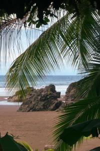a view of the beach through a palm tree at Hostal Bahía Solano Herping in El Valle