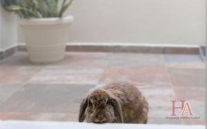a small rabbit is standing on a sidewalk at Hospedaje Aldana Apartamento AURA Centro Histórico in Tuxpan de Rodríguez Cano