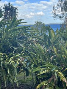 a row of plants with the ocean in the background at Vila Del Mare Beachfront Resort in Port Vila