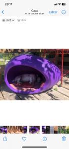 a dog is sleeping in a purple dog bed at Costa Villa in Atlántida