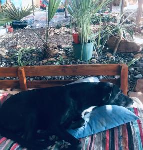 a black dog laying on a pillow on a bed at Peace land camp in Nuweiba