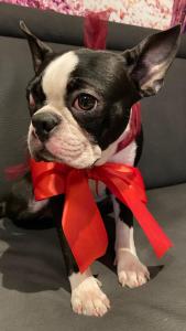 a small black and white dog wearing a red bow tie at Le Coccole Del Trasimeno in Tuoro sul Trasimeno