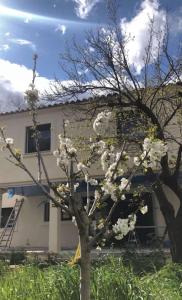 a tree with white flowers in front of a building at Magnifique maison tout confort in Marseille